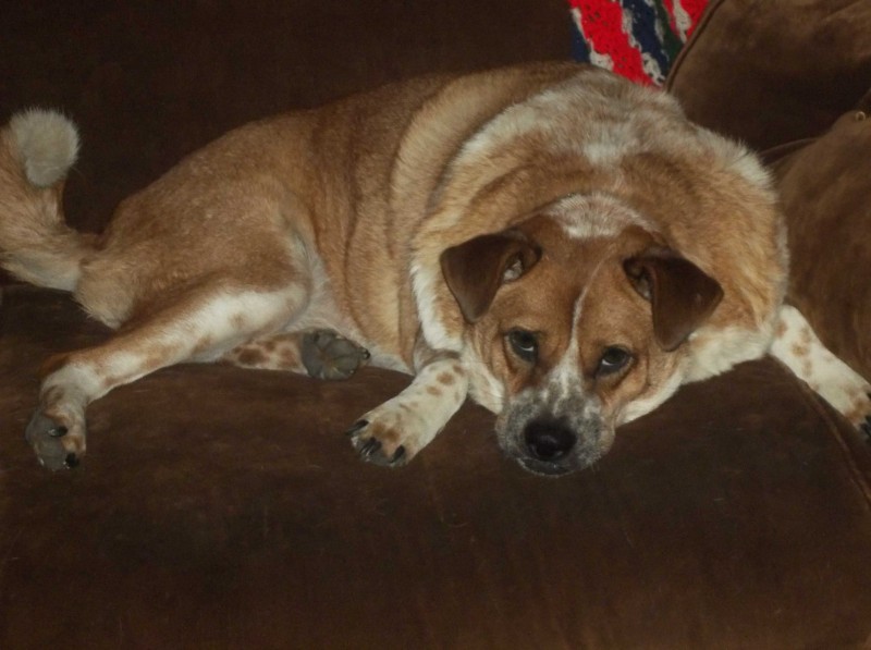 Cómo tratar el sobrepeso en perros