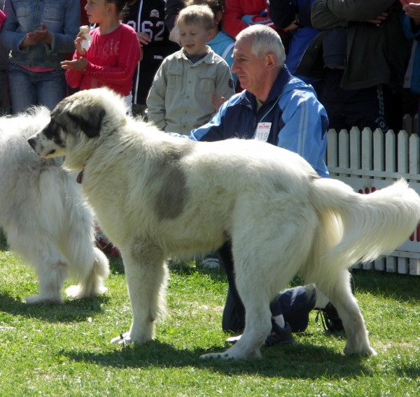 Perro de Pastor de Europa del Sureste. Remus Pereni Perro de Pastor de Europa del Sureste. Remus Pereni
