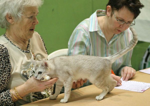 PETSmania - Burmilla. 