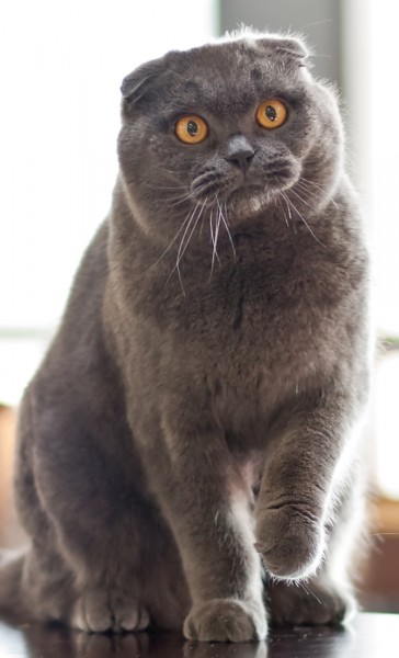 Como es la raza de gato Fold Escocés Fold Escocés. catza.net Como es la raza de gato Fold Escocés Fold Escocés. catza.net