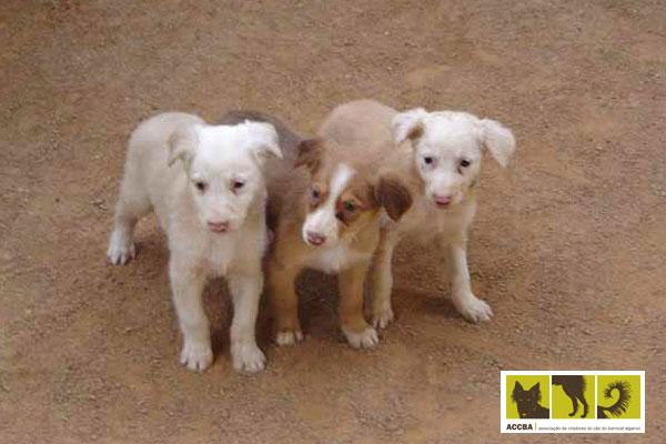 Associação de Criadores do Cão do Barrocal Algarvio (ACCBA) - Barrocal Algarvio. 