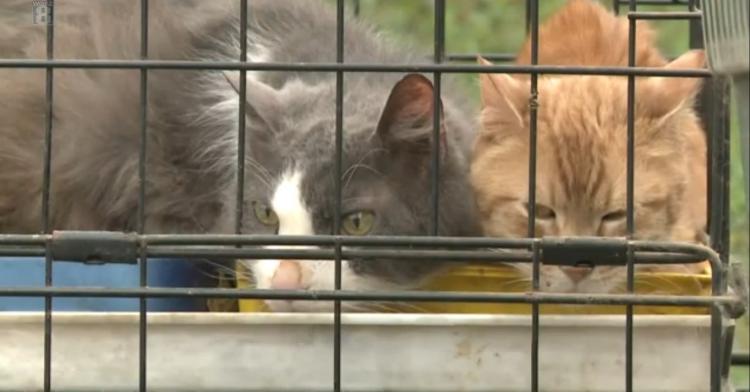 Entre 80 y 100 gatos son rescatados de una vivienda en un claro caso de acumulación de animales domésticos.