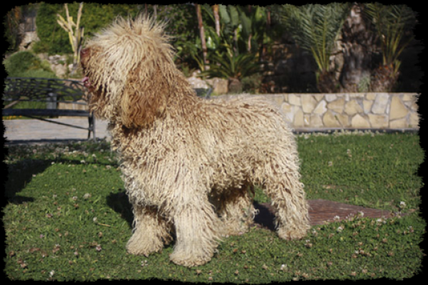 CANQUERCUS - Perro de Agua Español. Palamo de Canquercus, `Alamo´