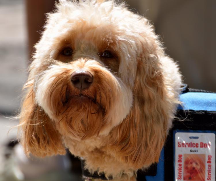 Perro de asistencia acreditado Perro de asistencia acreditado
