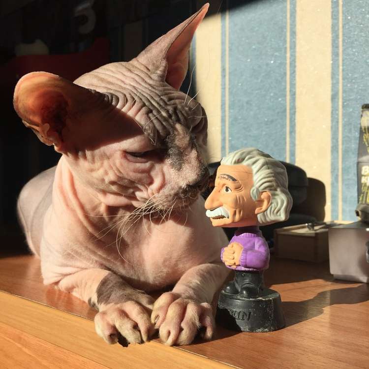Sphynx. Sphynx.