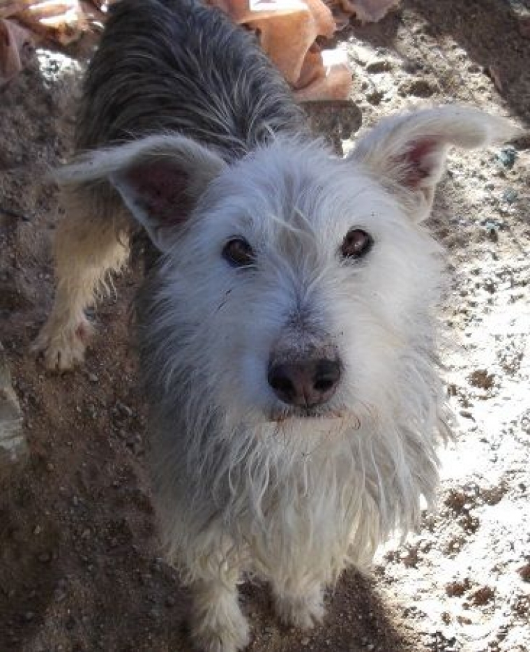 VASCA.  Perro en adopcion que busca casa. VASCA.  Perro en adopcion que busca casa.