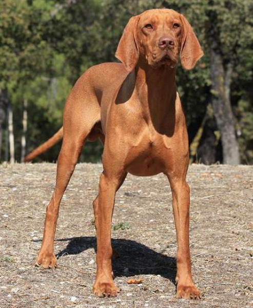 Braco Hungaro de Pelo Corto (Vizsla). Historia del Vizsla