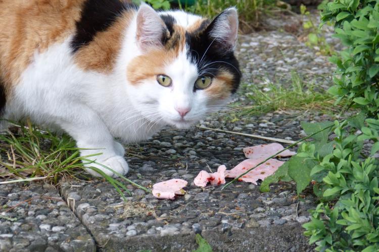 PETSmania - Gato comiendo en la calle