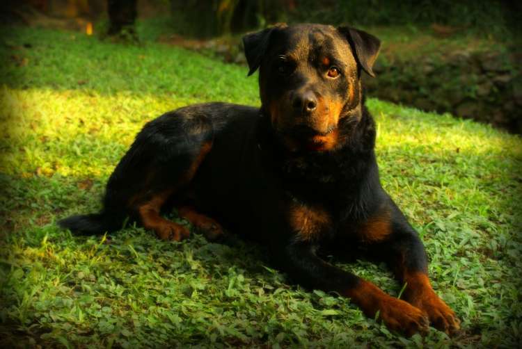 Rottweiler Rottweiler