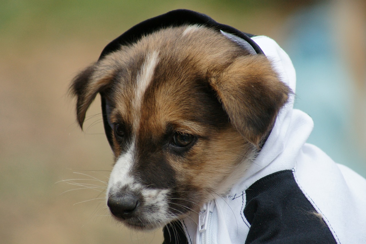 PETSmania - Perro con capucha
