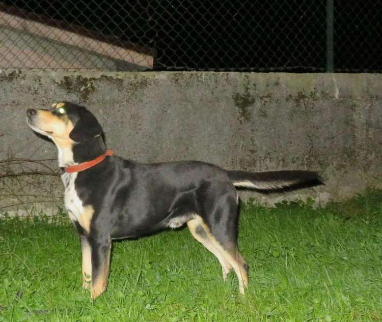 Kaiser. Perro en adopcion que busca casa.