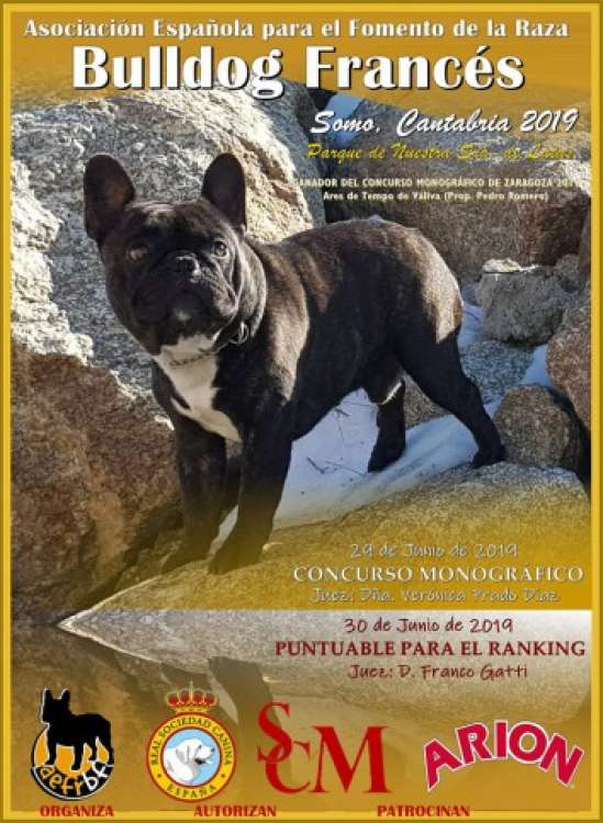 ASOCIACIÓN ESPAÑOLA PARA EL FOMENTO DE LA RAZA BULLDOG FRANCÉS - Bulldog Francés. Belleza. CONCURSO MONOGRÁFICO NACIONAL DE CANTABRIA (Cantabria   España)