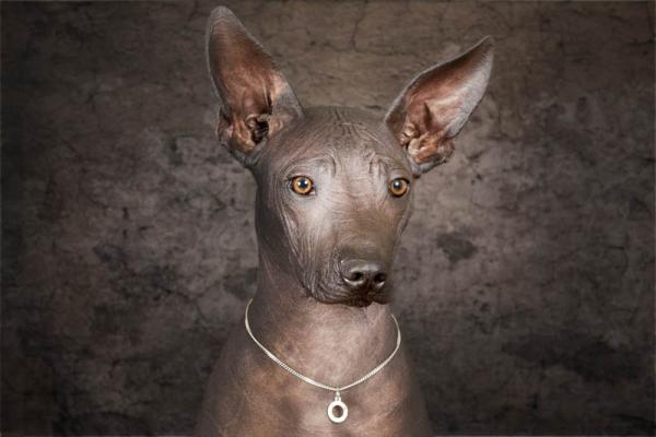 Xoloitzcuintle. 