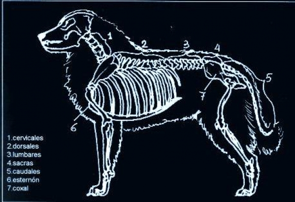 Montaña de los Pirineos. Cuerpo de Atleta