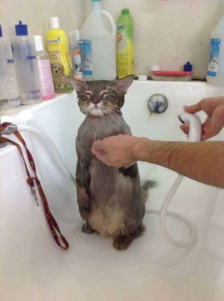 Gato Zen aceptando ser bañando (Foto Twitter) Gato Zen aceptando ser bañando (Foto Twitter)