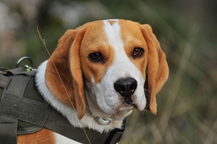 Beagle.