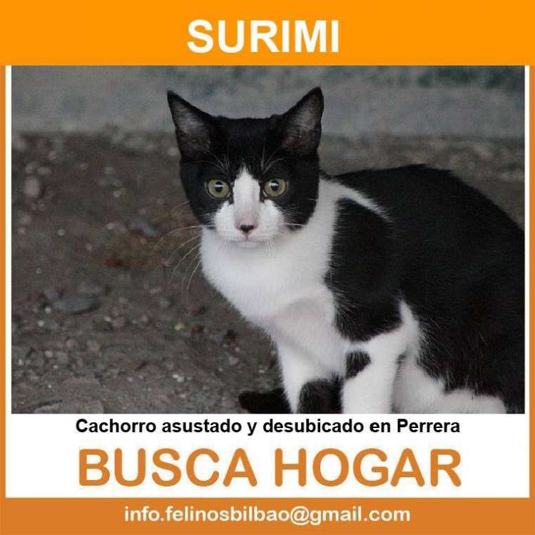 Asociación Protectora de Animales Felinos Bilbao - Surimi.