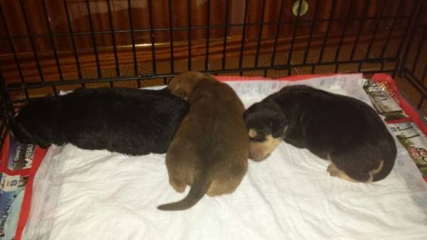 Cruce de Rottweiler. ZEUS