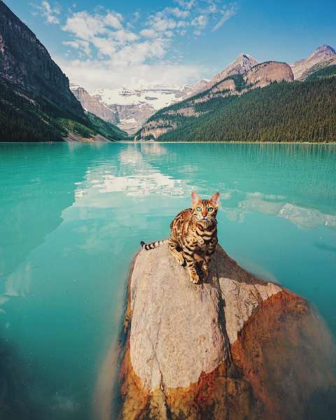 Suki el gato aventurero (Foto Instagram sukiicat)