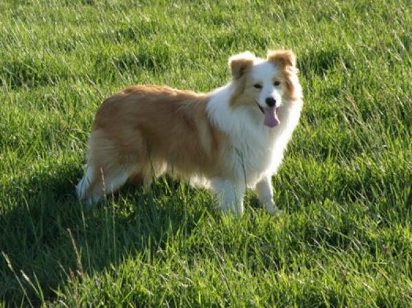 Border Collie. EART RED OF SUN LOCH VALLEY