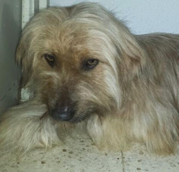 David.  Perro en adopcion que busca casa. David.  Perro en adopcion que busca casa.