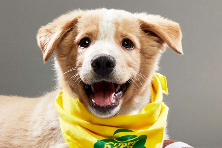 Perros y gatos compitieron en el Puppy  Dog  y de Animal Planet