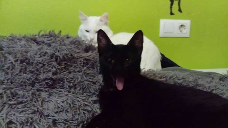 Gatos Negro Y Blanco.