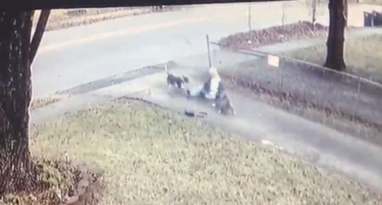 PETSmania - Un video del incidente muestra a la mujer en el suelo  siendo mordida y arrastrada por al menos tres perros.