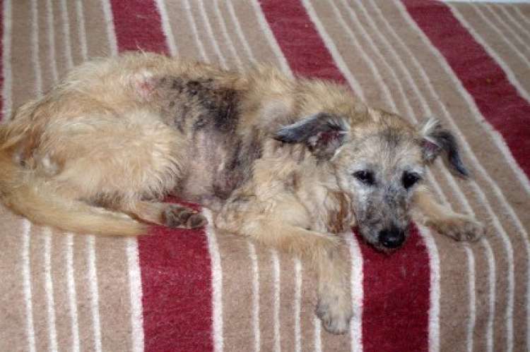 Perro mestizo. Katina. Perro en adopcion que busca casa.