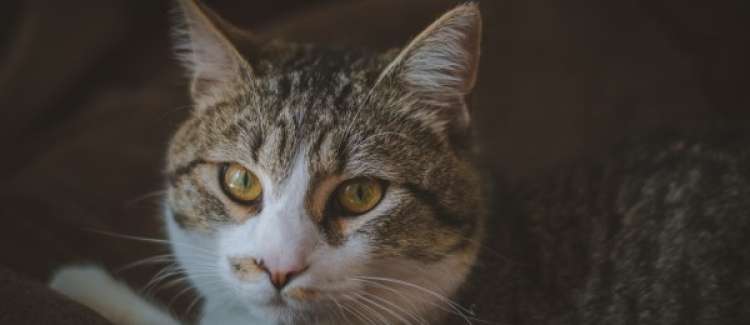 Gato mestizo. Lluno. Gato mestizo. Lluno.