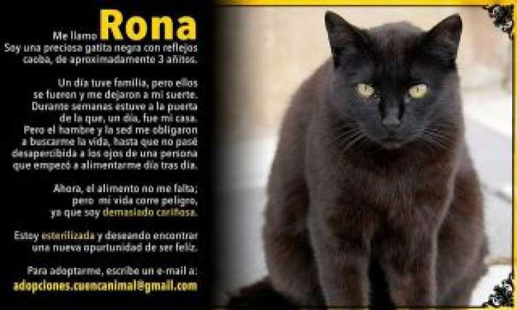 CUENCANIMAL Asociación Protectora de Animales - Gato mestizo. Rona.