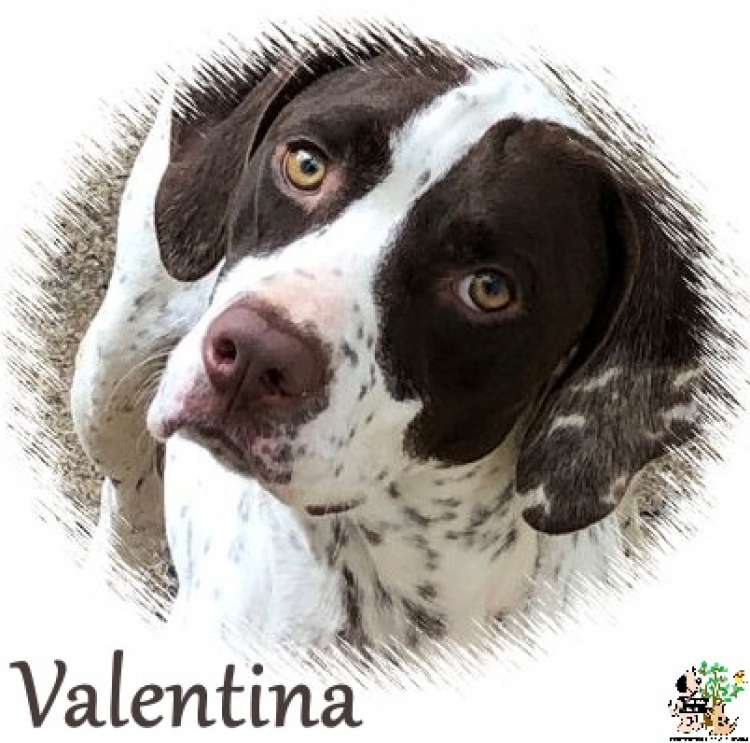 Asociación Protectora de Animales y Plantas de Guipúzcoa - Valentina.