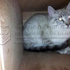 Pelusa.  Gato en adopcion que busca casa.