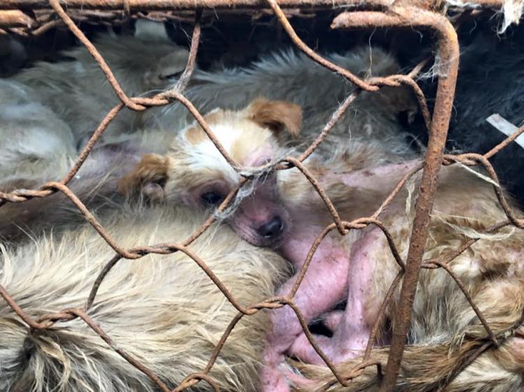 Marc Ching  el hombre que salvó a 1.000 perros de la muerte.