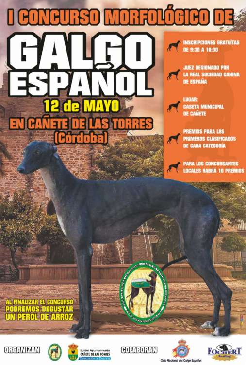 CLUB NACIONAL DEL GALGO ESPAÑOL - Belleza. CONCURSO MORFOLÓGICO del GALGO ESPAÑOL (Córdoba   España)