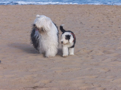 DEL JOWERS - Antiguo Perro de Pastor Inglés. RECOMENDACIONES PARA SER UN BUEN PROPIETARIO DEL BOBTAIL. 