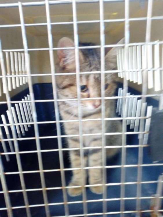 Gato mestizo. Agata. Gato en adopcion que busca casa.