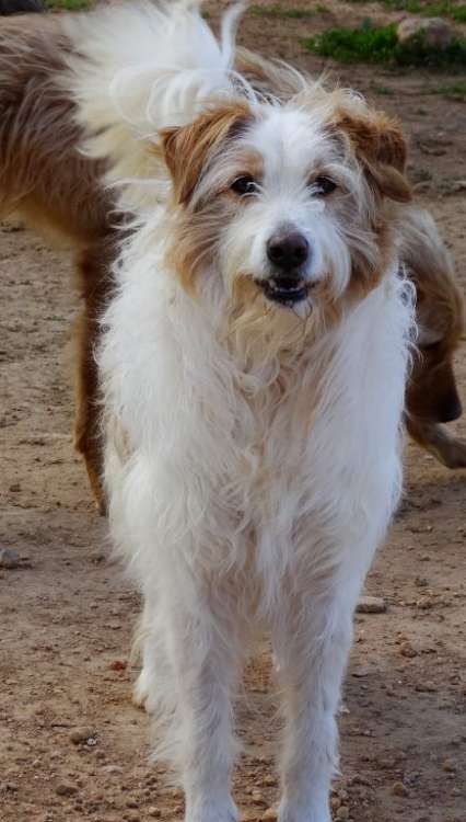 Cooper. Perro en adopcion que busca casa.