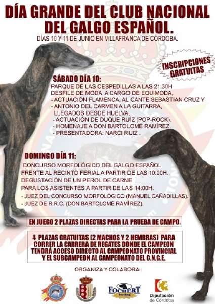 CLUB NACIONAL DEL GALGO ESPAÑOL - Galgo Español. Belleza. DIA GRANDEL DEL CLUB NACIONAL DEL GALGO ESPAÑOL (Córdoba   España)