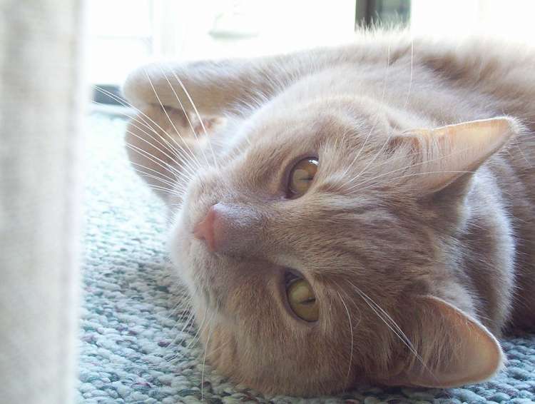 Gato feliz Gato feliz