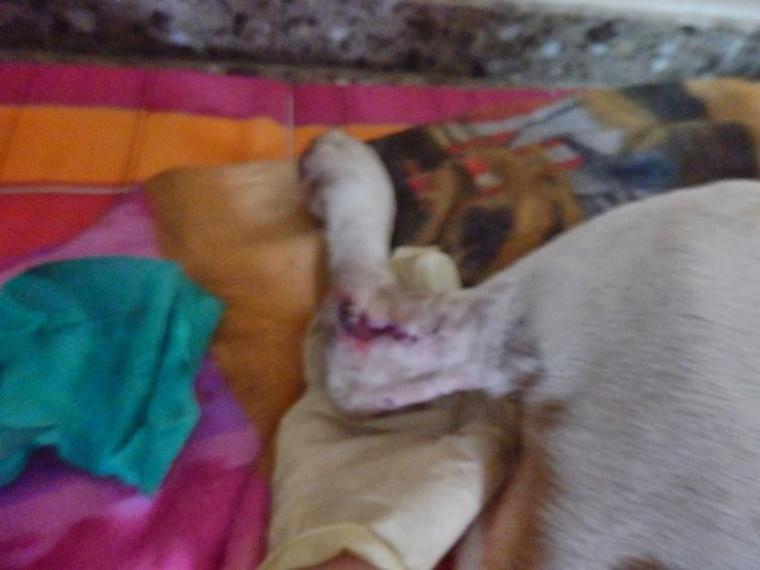 WENDOLYN. Hembra pointer marrón y blanca atropellada.