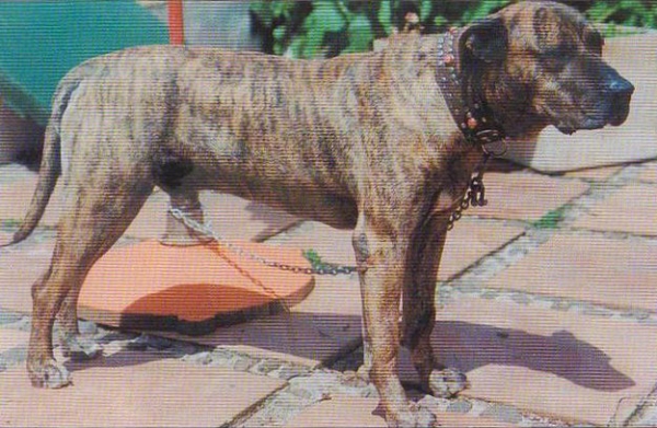 LA ISLA DE LOS VOLCANES - Dogo Canario. Mahan  Mahan, 1978 Este macho tuvo numerosísima descendencia en plena recría y su sangre se mantiene hoy en las mejores líneas.