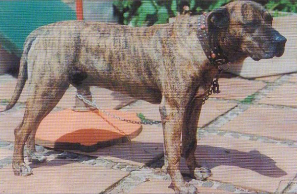 Dogo Canario. Mahan  Mahan, 1978 Este macho tuvo numerosísima descendencia en plena recría y su sangre se mantiene hoy en las mejores líneas.