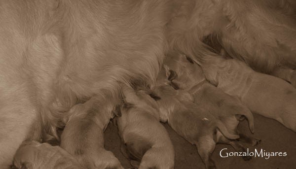 Prevención de las afecciones neonatales. 