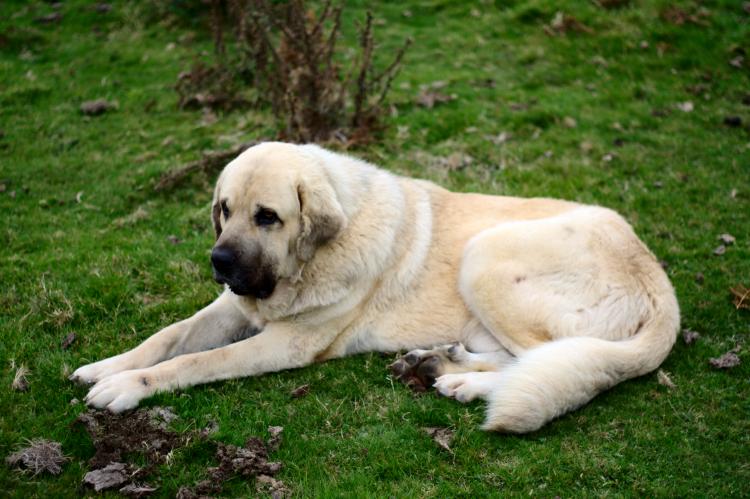 Mastín blanco Mastín blanco