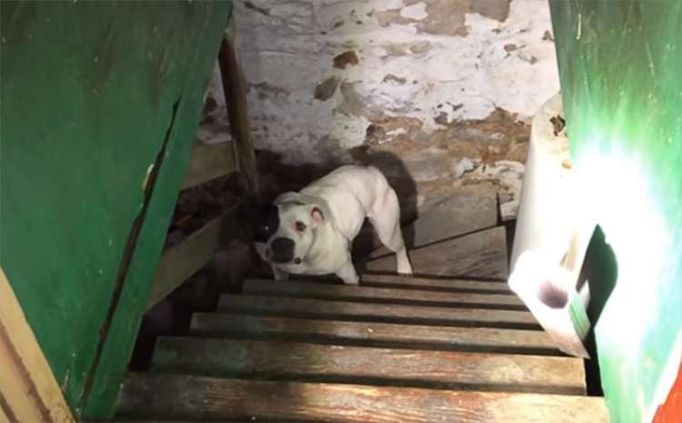 Perro abandonado y encadenado en el sótano de una vivienda. (Foto Stray Rescue of St. Louis)