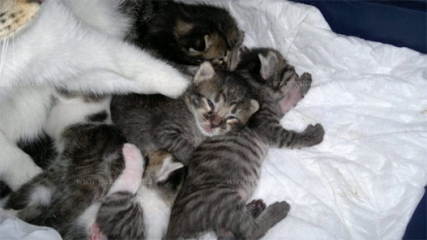 Comun Europeo. Balder