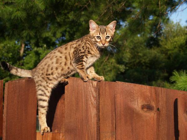 Como es la raza de gato Savannah Savannah.  Como es la raza de gato Savannah Savannah.
