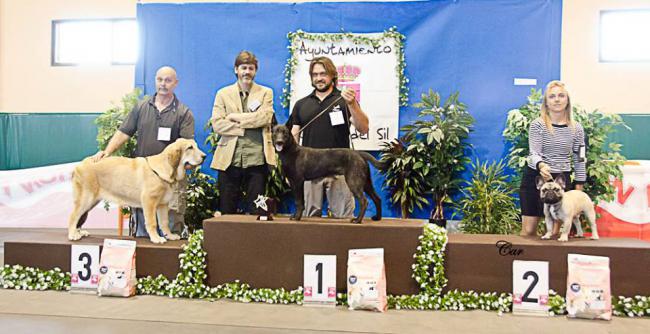 Greta Del Pico San Martin. Mastín Español.