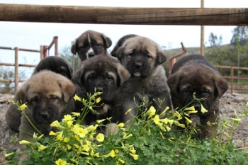 Mastín Español. Camada 2016.